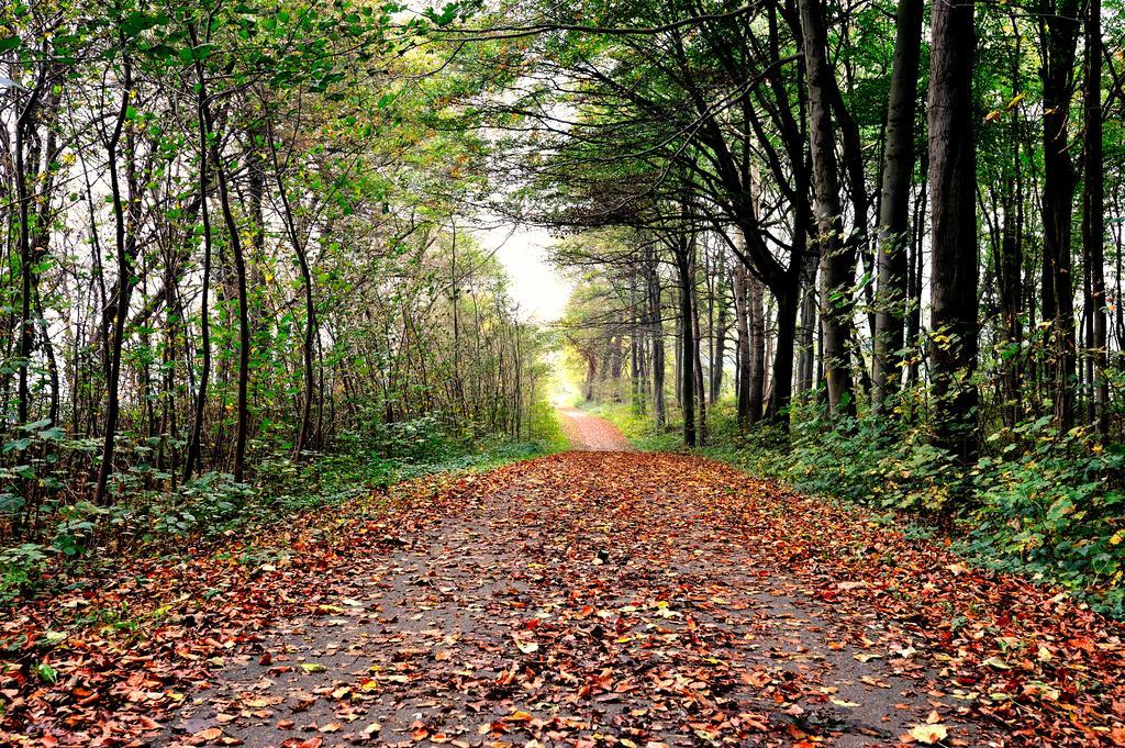 Schlossgut Грос Шванзе Екстер'єр фото A forest in the autumn